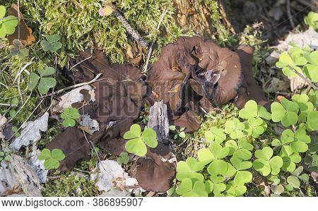 The Pigs Ears (gyromitra Perlata) Is An Edible Mushroom