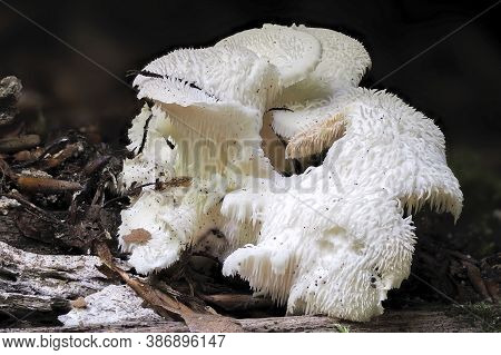The Tiered Tooth (hericium Cirrhatum) Is An Edible Mushroom , Stacked Macro Photo