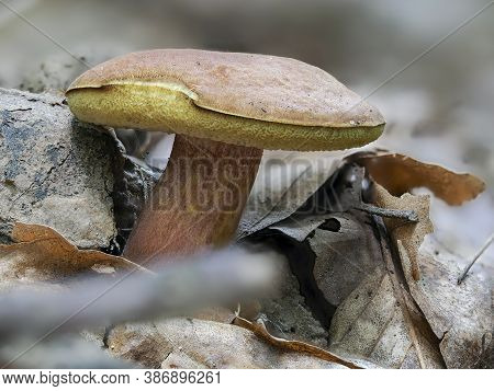 The Ruby Bolete (hortiboletus Rubellus) Is An Edible Mushroom