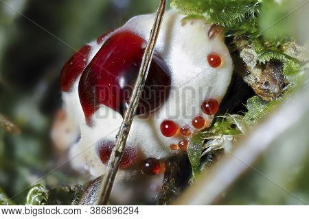 The Mealy Tooth (hydnellum Ferrugineum) Is An Inedible Mushroom