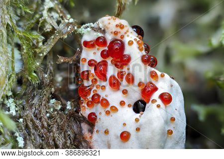 The Mealy Tooth (hydnellum Ferrugineum) Is An Inedible Mushroom