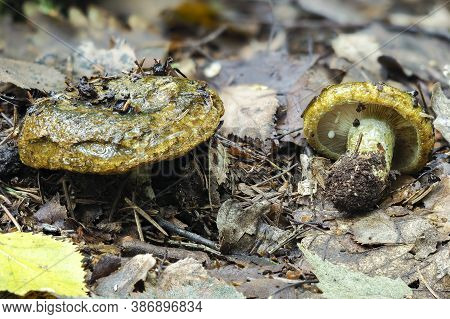 The Ugly Milkcap (lactarius Turpis) Is A Poisonous Mushroom , Stacked Macro Photo