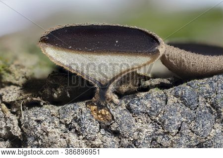 The Lanzia Echinophila Is An Inedible Mushroom