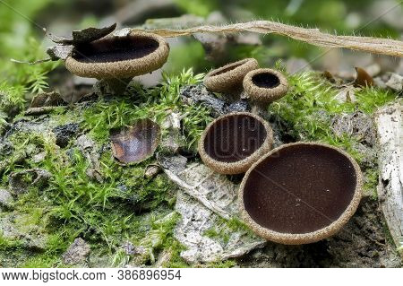 The Lanzia Echinophila Is An Inedible Mushroom