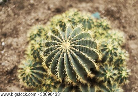 Large Golden Barrel Cactii, Echinocactus Grusonii Within A Desert Ecosystem In The Montreal Botanica