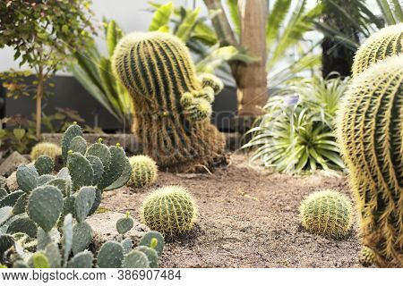 Prickly Pear, Optunia, And Golden Barrel Cactii, Echinocactus Grusonii Within A Desert Ecosystem In 