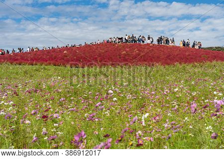 Ibaraki Prefecture, Japan - Oct 20, 2019 : Crowded People Going To The Miharashi Hill To See The Red