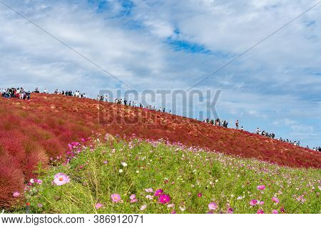 Ibaraki Prefecture, Japan - Oct 20, 2019 : Crowded People Going To The Miharashi Hill To See The Red