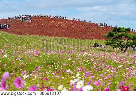 Ibaraki Prefecture, Japan - Oct 20, 2019 : Crowded People Going To The Miharashi Hill To See The Red