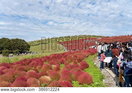 Ibaraki Prefecture, Japan - Oct 20, 2019 : Crowded People Going To The Miharashi Hill To See The Red