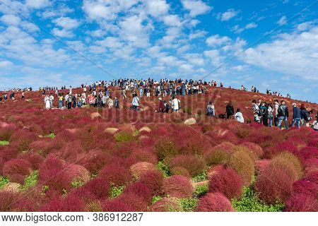 Ibaraki Prefecture, Japan - Oct 20, 2019 : Crowded People Going To The Miharashi Hill To See The Red