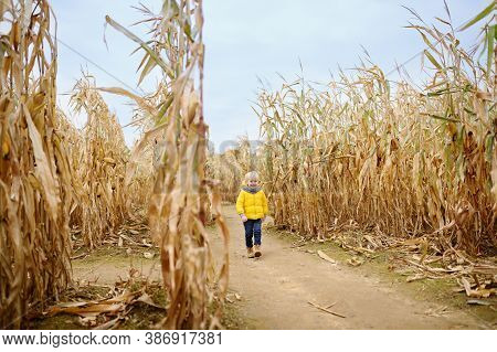 Preschooler Child Walking Among The Dried Corn Stalks In A Corn Maze. Traditional Fall Amusement On 