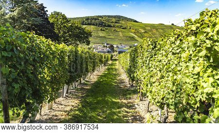 Vineyard In Front Of A Village Near Moselle In Traben Trabach In Germany