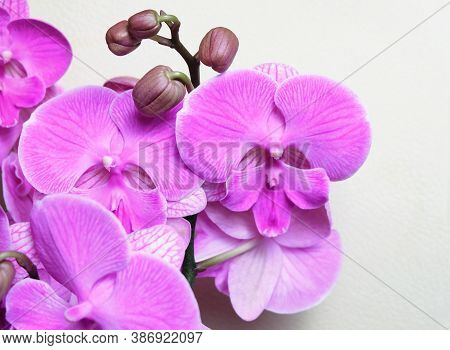 Violet-pink Orchid Phalaenopsis Big Lip, Miki Dancer Cultivar, Macro Photography, Selective Focus, H