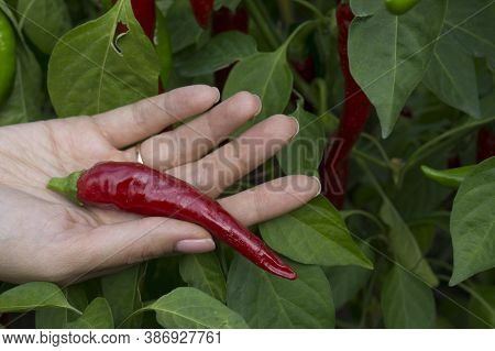 Red Hot Pepper Lies On A Female Hand Against The Background Of A Bush Of Pepper. Chili Pepper On A H