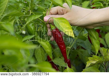 A Woman's Hand Picks Off A Ripe Hot Pepper. Chili Peppers On The Bush.