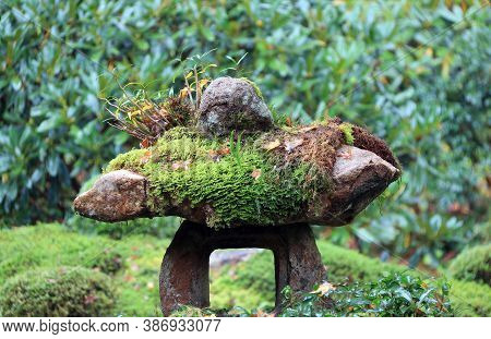 Texture Of Green Lichen Moss On The Rock In The Garden. Thallophytic Plant On The Stone In The Park.