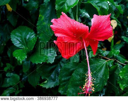Red Chinese Hibiscus, China Rose, Hawaiian Hibiscus, Rose Mallow And Shoeblackplant