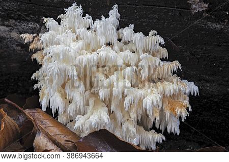 The Coral Tooth (hericium Coralloides) Is An Edible Mushroom