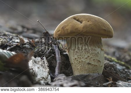 The Saffron Bolete (leccinellum Crocipodium) Is An Edible Mushroom