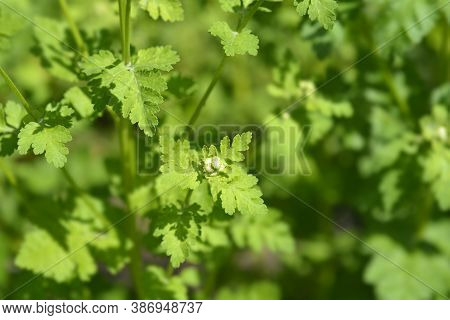 Golden Feverfew Flower Buds - Latin Name - Tanacetum Parthenium Aureum (chrysantemum Parthenium Aure