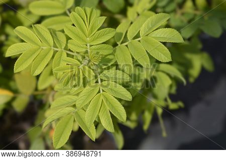 Rugosa Rose Leaves - Latin Name - Rosa Rugosa