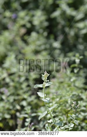 Lesser Cat-mint - Latin Name - Nepeta Nepetella