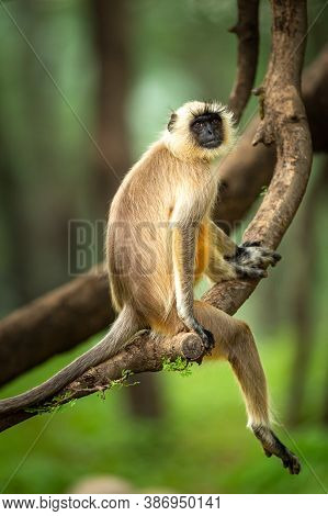 Gray Or Hanuman Langurs Or Indian Langur Or Monkey In Natural Green Background During Monsoon Season