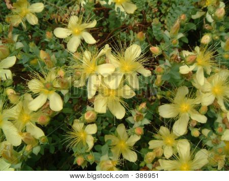 Hypericum 2
