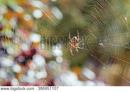 Spider Of The Crosspiece Weaves The Net. Spider On The Fence