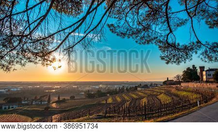 Winter Sunset In The Vineyards Of Collio Friulano