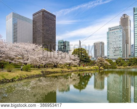 5 April 2019: Tokyo, Japan - Lake And Cherry Blossom In Kyu-shiba-rikyu Gardens, A Traditional Style