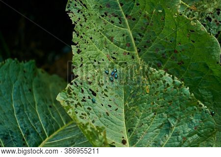 Shiny Green Bugs Pests Flea Beetles On Plant Leaves Spoiled By Them