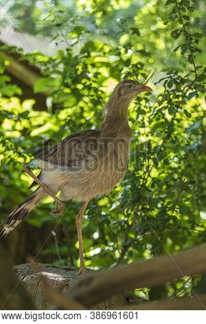 Seriema - Cariama Cristata Stands On A Branch Among The Green Leaves Of A Tree.