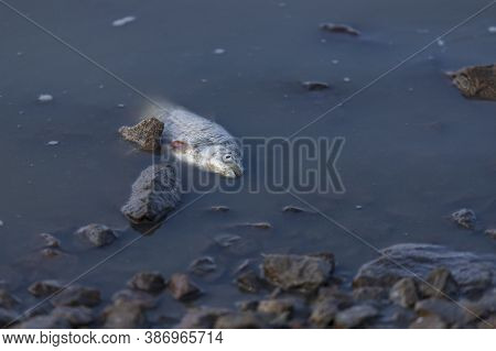 Fish On The Edge Of The Pond, Which Died When The Pond Was Caught.