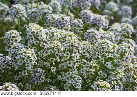 Glade Of Beautiful Lissum White Flowers. Latin Nave - Allysum White. Spring Or Summer Time