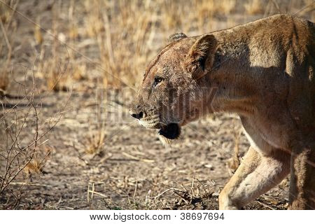 Arslan: luangwa Milli Parkı Zambiya