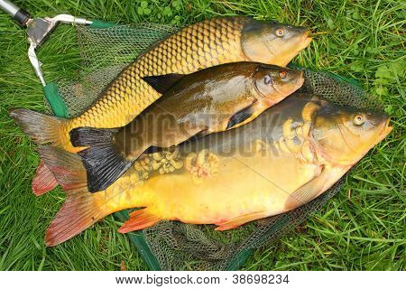 Pescar en la red de pesca. La carpa común (Cyprinus Carpio) y la tenca (Tinca Tinca). En Central Eur