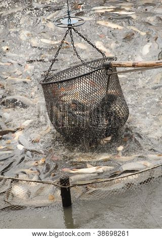 Cosecha de otoño de las carpas del estanque de peces a los mercados de Navidad en República Checa. En Europa Central (Po