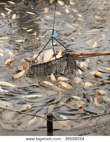 Cosecha de otoño de las carpas del estanque de peces a los mercados de Navidad en República Checa. En Europa Central (Po