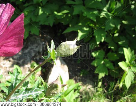 Blooming Argemone Sanguinea (red Prickly Poppie) In A Garden