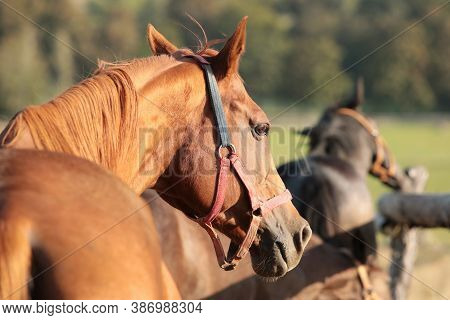 Horse stallion mare pet colt Nature foal pet Nature sunrise sunset pet Nature background animal pet Nature landscape Nature background pet horses Nature pet Nature background meadow pastrure Nature background Nature landscape Nature pet Nature background.