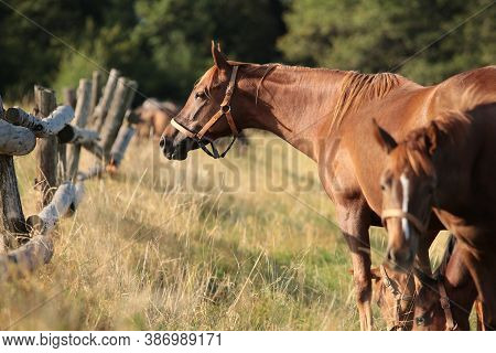 Horse stallion mare pet colt Nature foal pet Nature sunrise sunset pet animal Nature background pet Nature landscape Nature background pet horses Nature pet Nature background animal Nature background animal Nature landscape Nature pet Nature background.