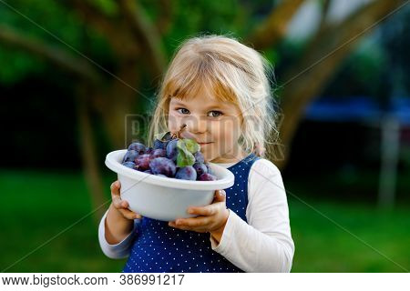 Cute Little Toddler Girl Picking Ripe Plums From Tree In Garden. Happy Child Holding Fresh Fruits. H