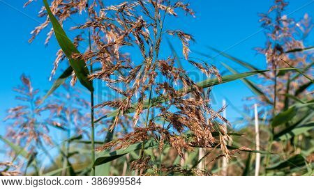 Close Up On Selvatic Cane With Blue Sky Background .