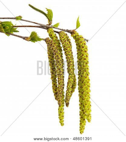 New birch branches with blossom isolated on the white background