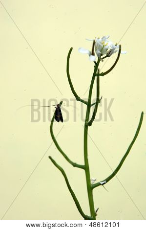 Longhorn koi ja valkosipuli sinappi