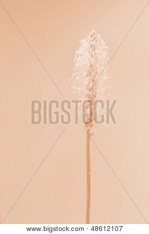 Plantain