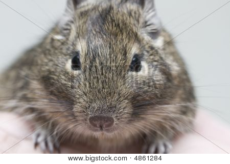 Degu