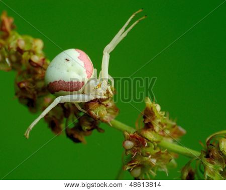 Krabba spindel
